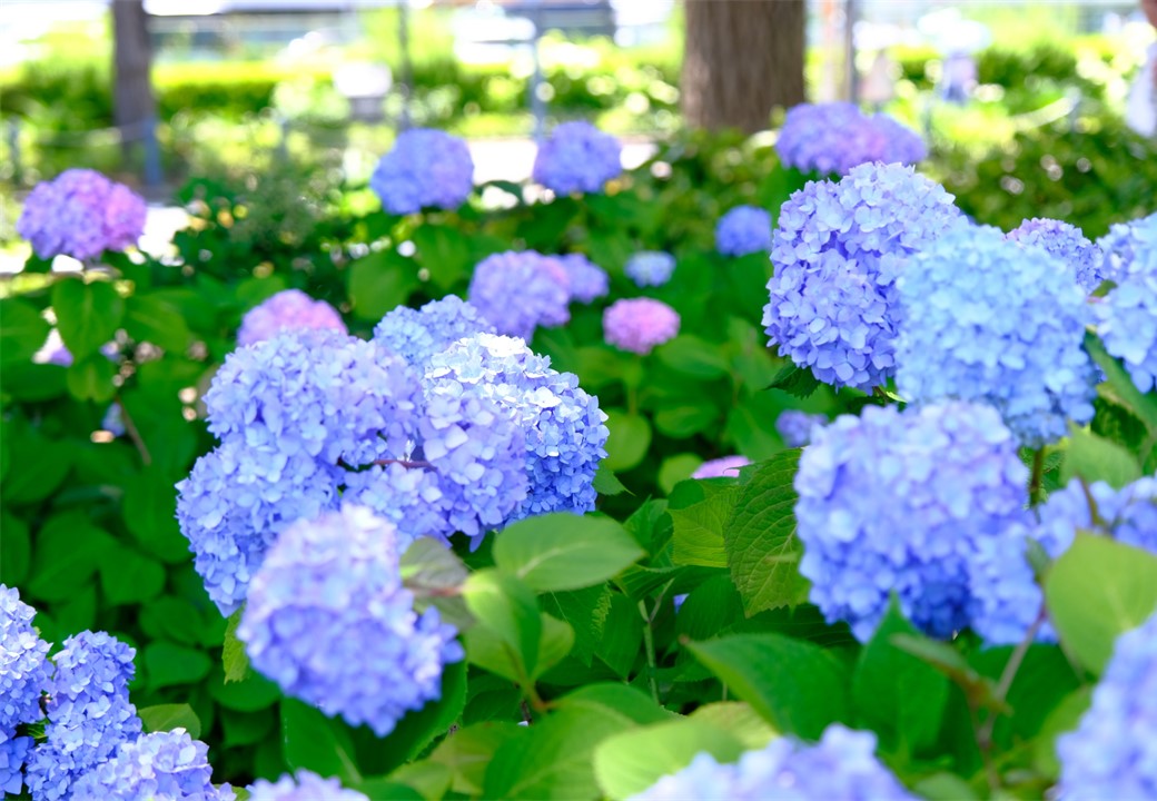 紫陽花