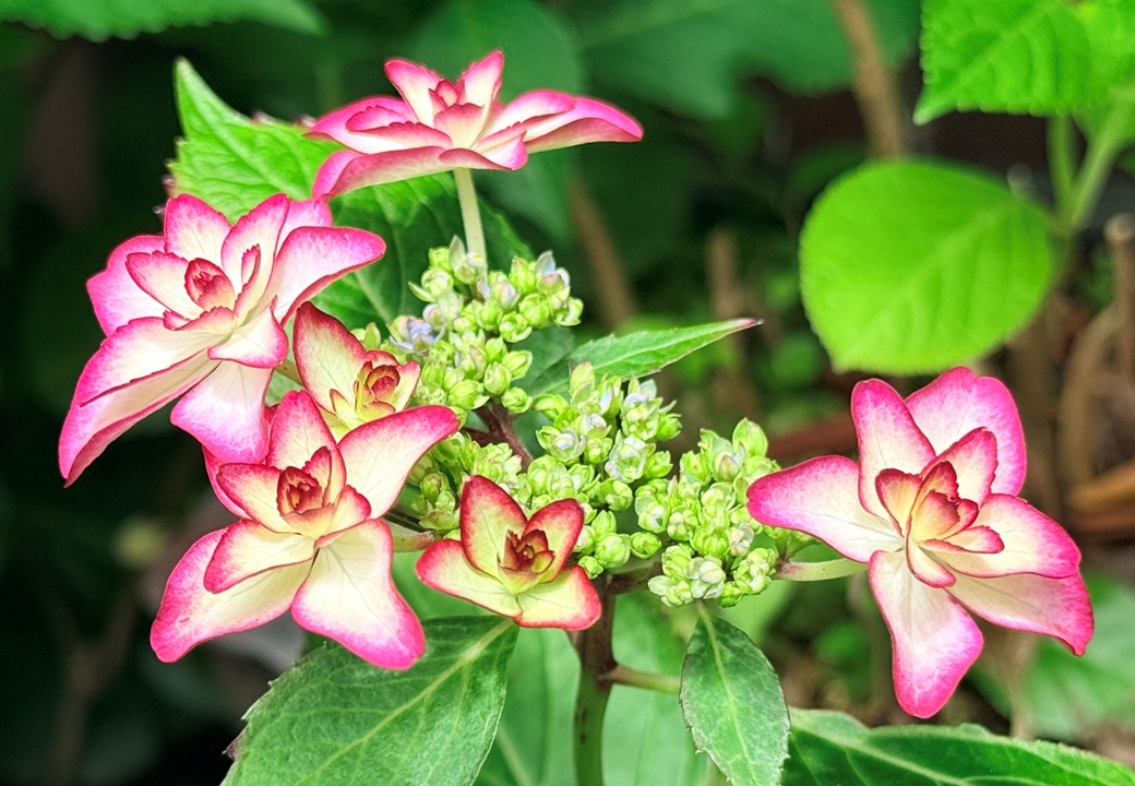 紫陽花