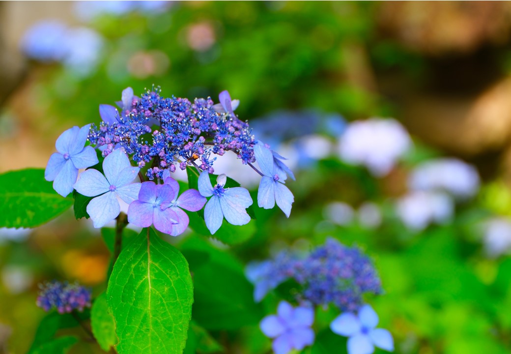紫陽花