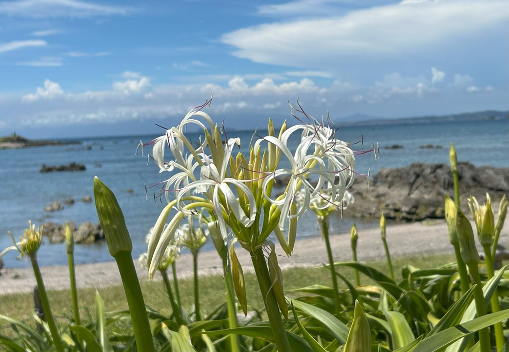 青空の浜辺でのハマユウの写真