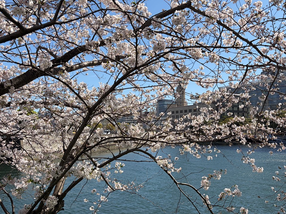 川辺に咲いている桜