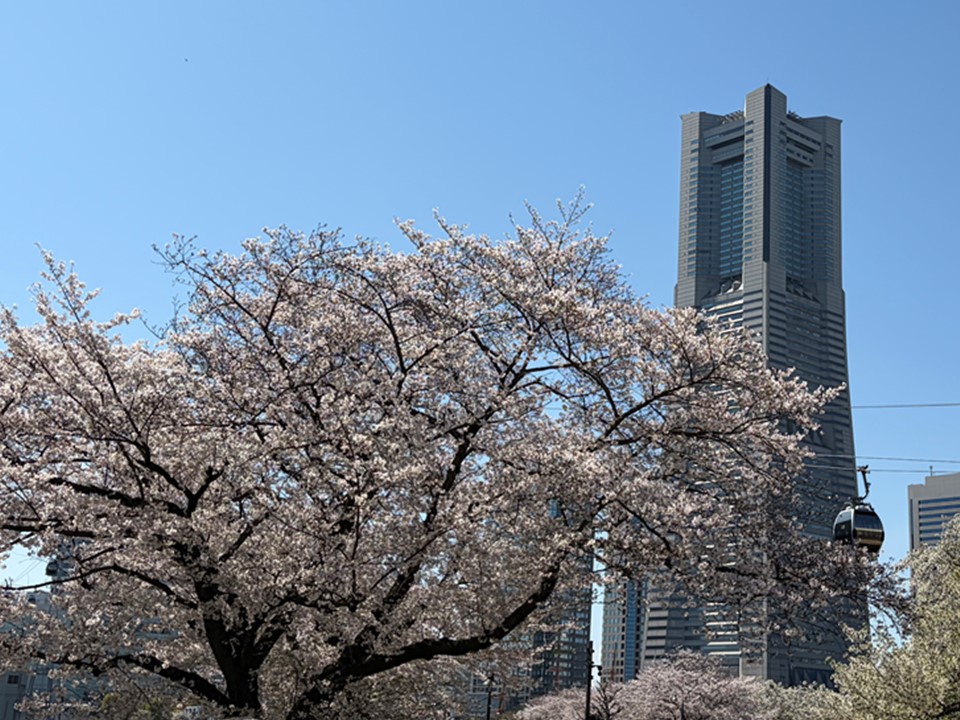 汽車道に咲く桜