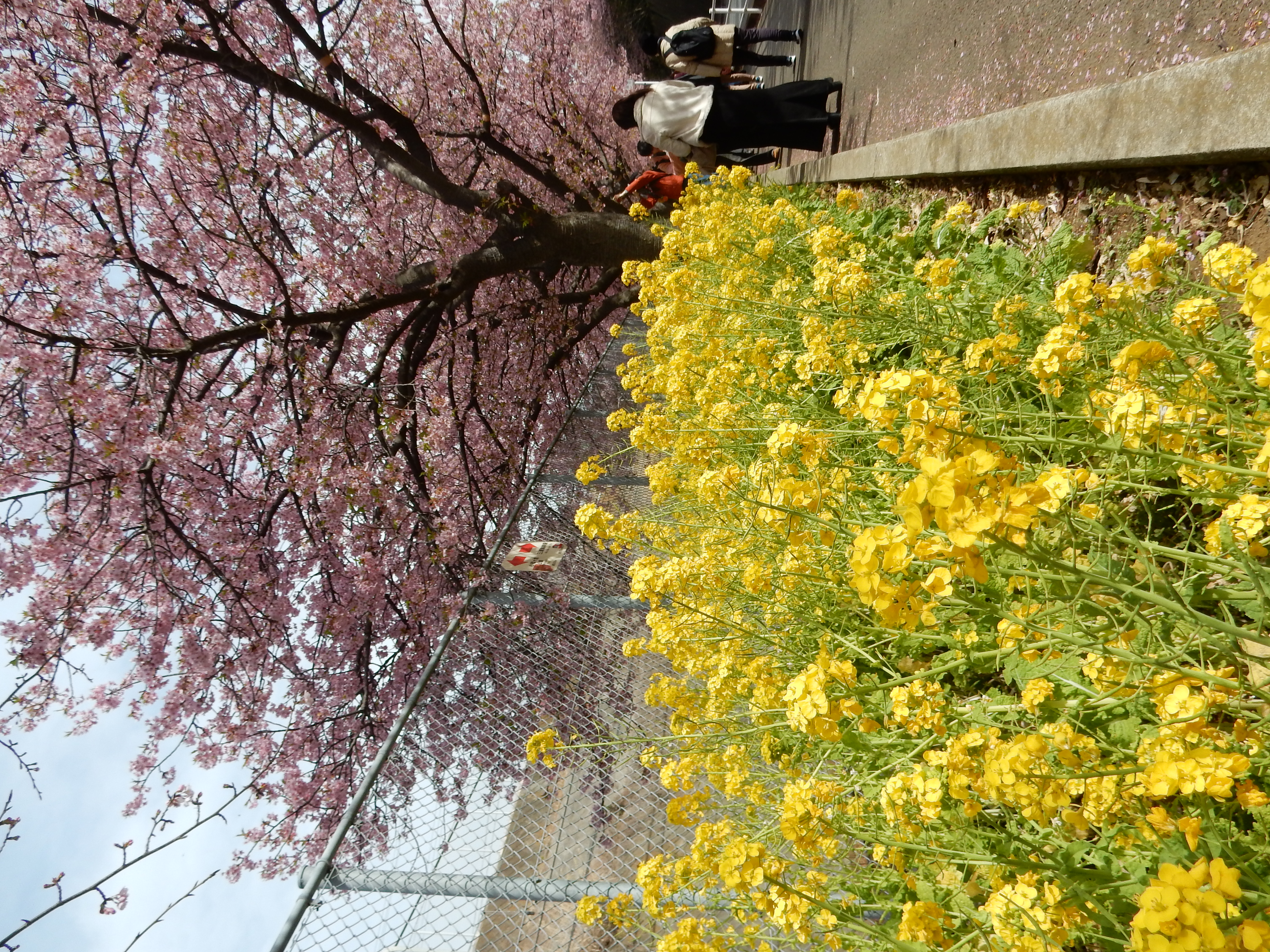 京急線沿いの河津桜と菜の花