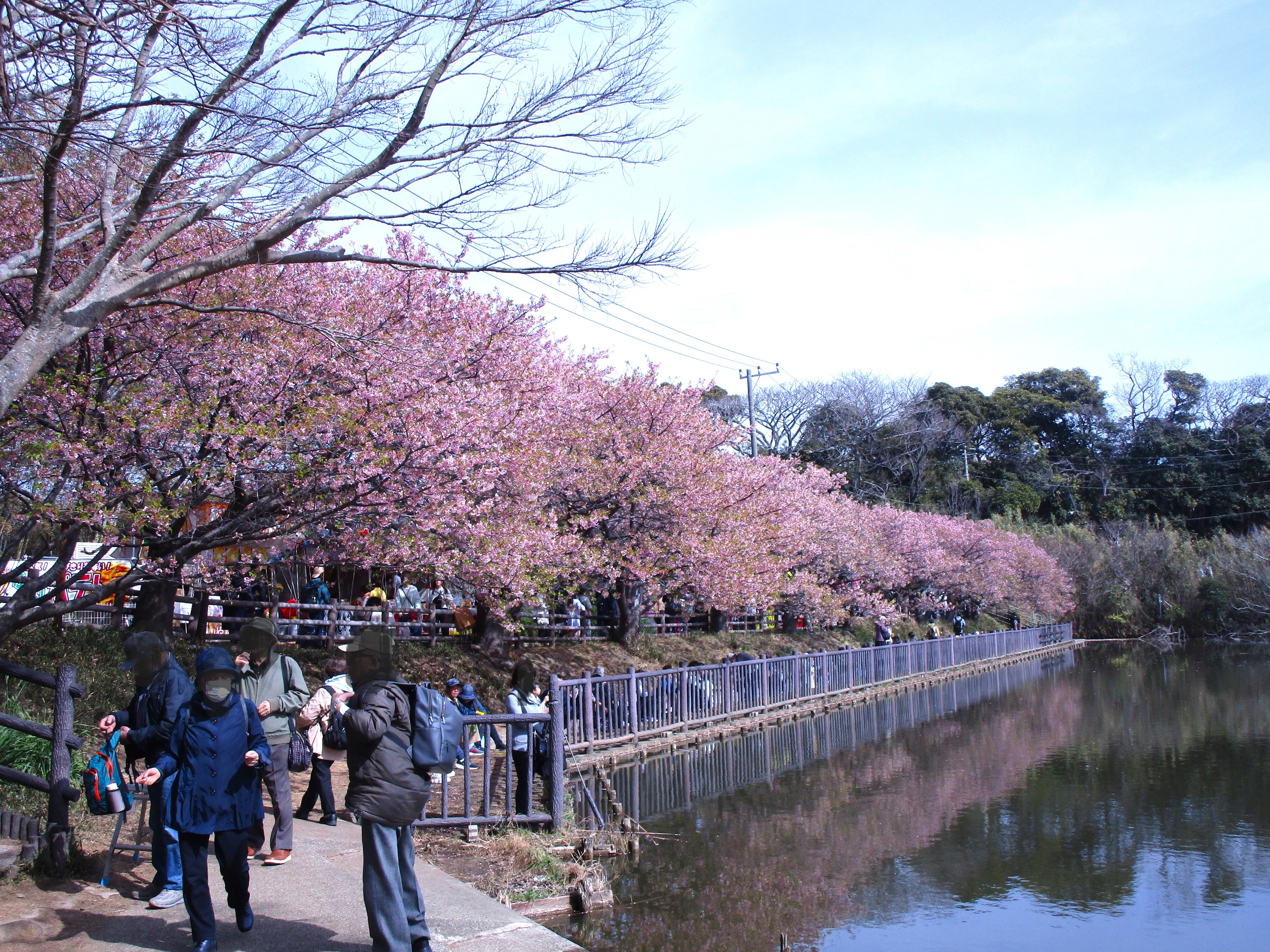 小松ヶ池公園の河津桜
