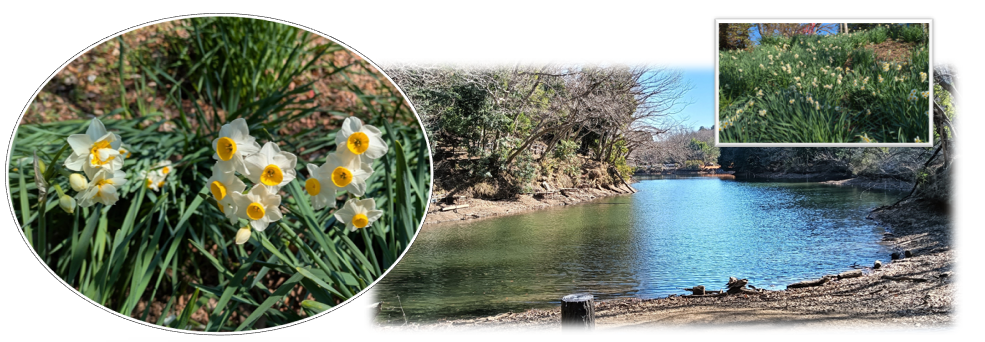 秦野福寿弁財天社周辺に咲く水仙