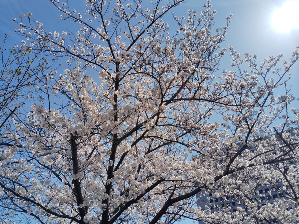 満開の桜