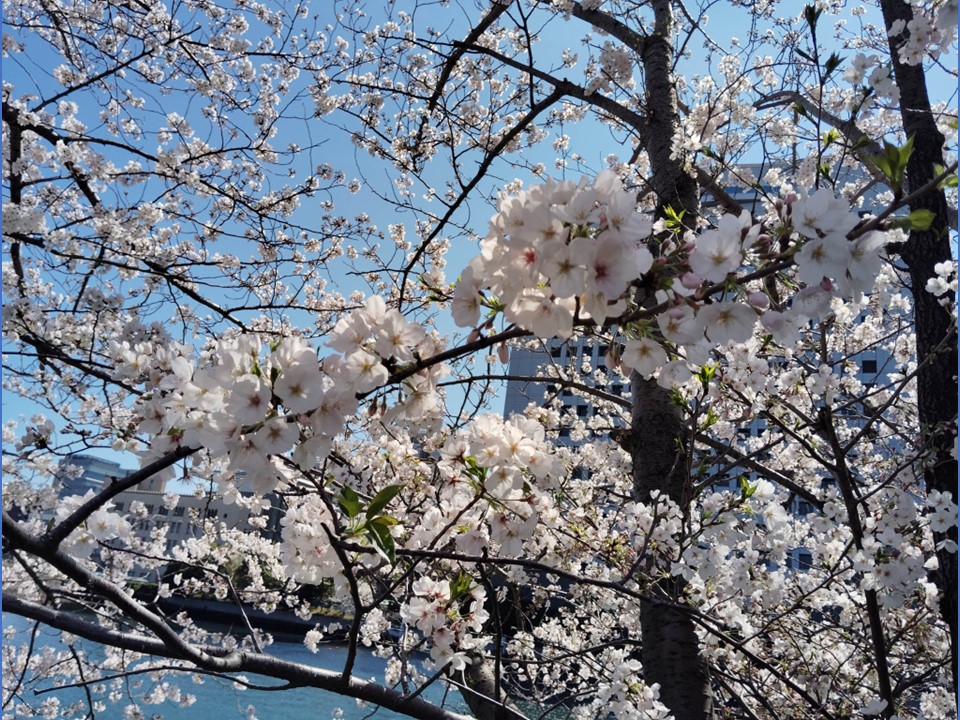 桜の花のアップ