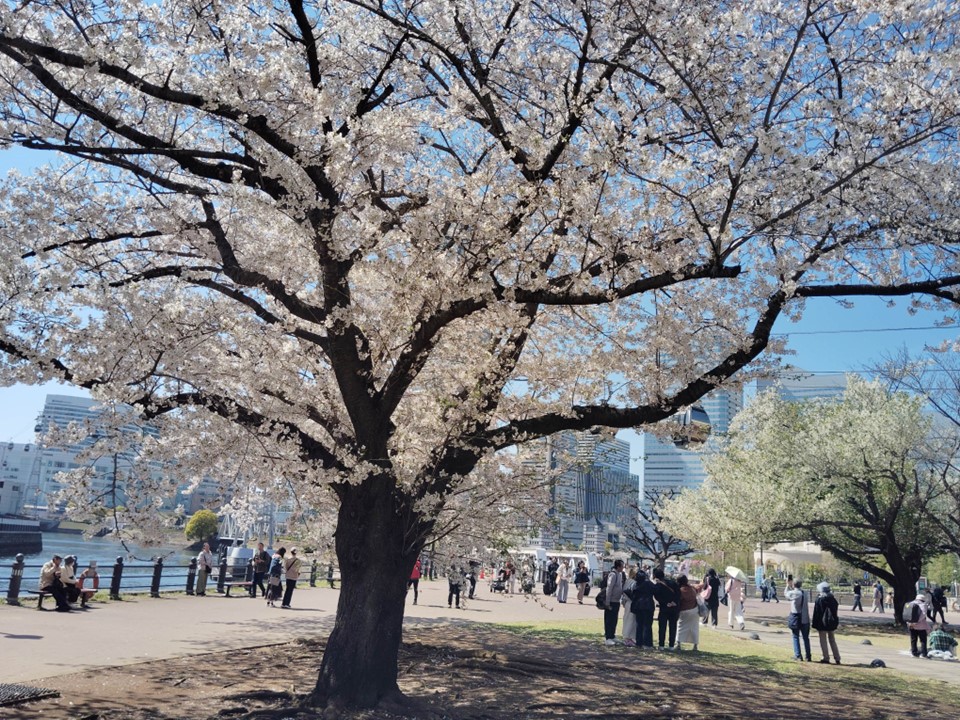 家族連れが桜を写真におさめている