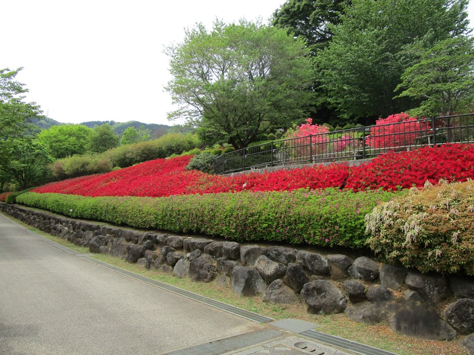 あいかわ公園つつじまつり