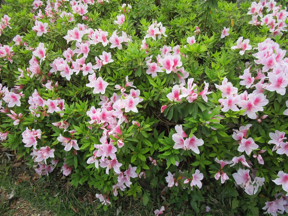 あいかわ公園つつじまつり