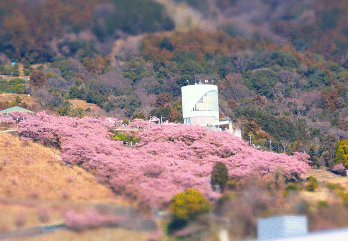 西平畑公園の桜の様子