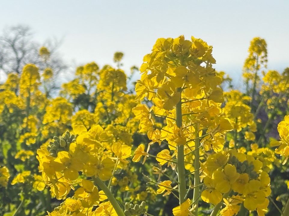 菜の花