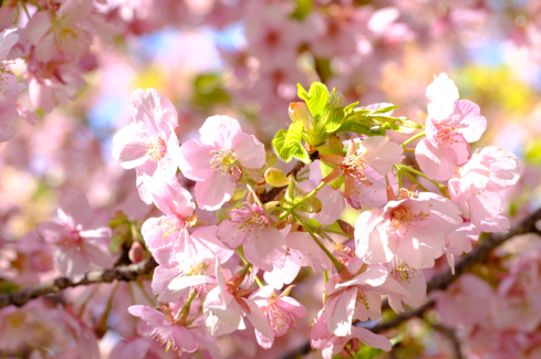 西平畑公園の桜の様子
