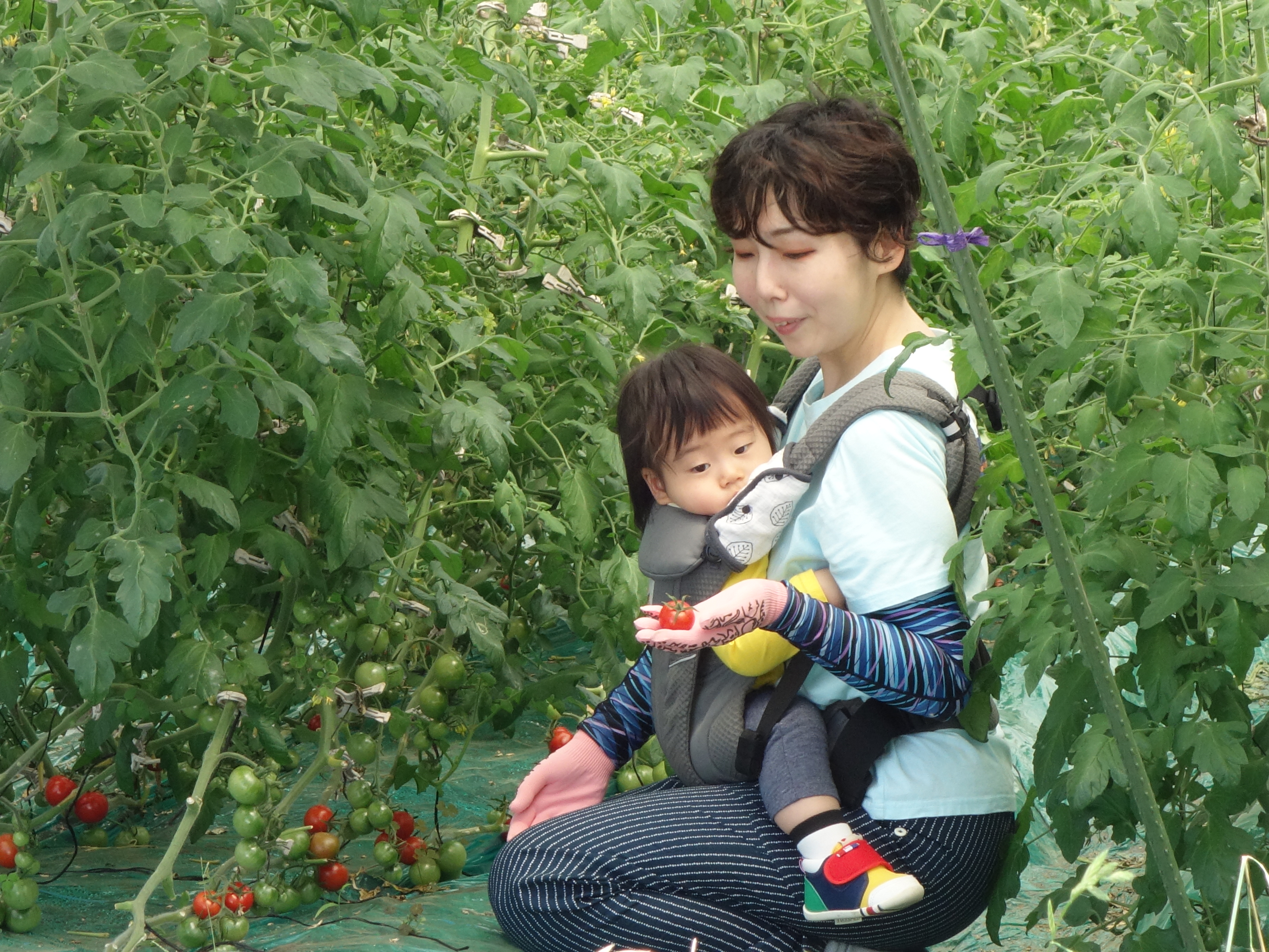 トマトを収穫する永野さん