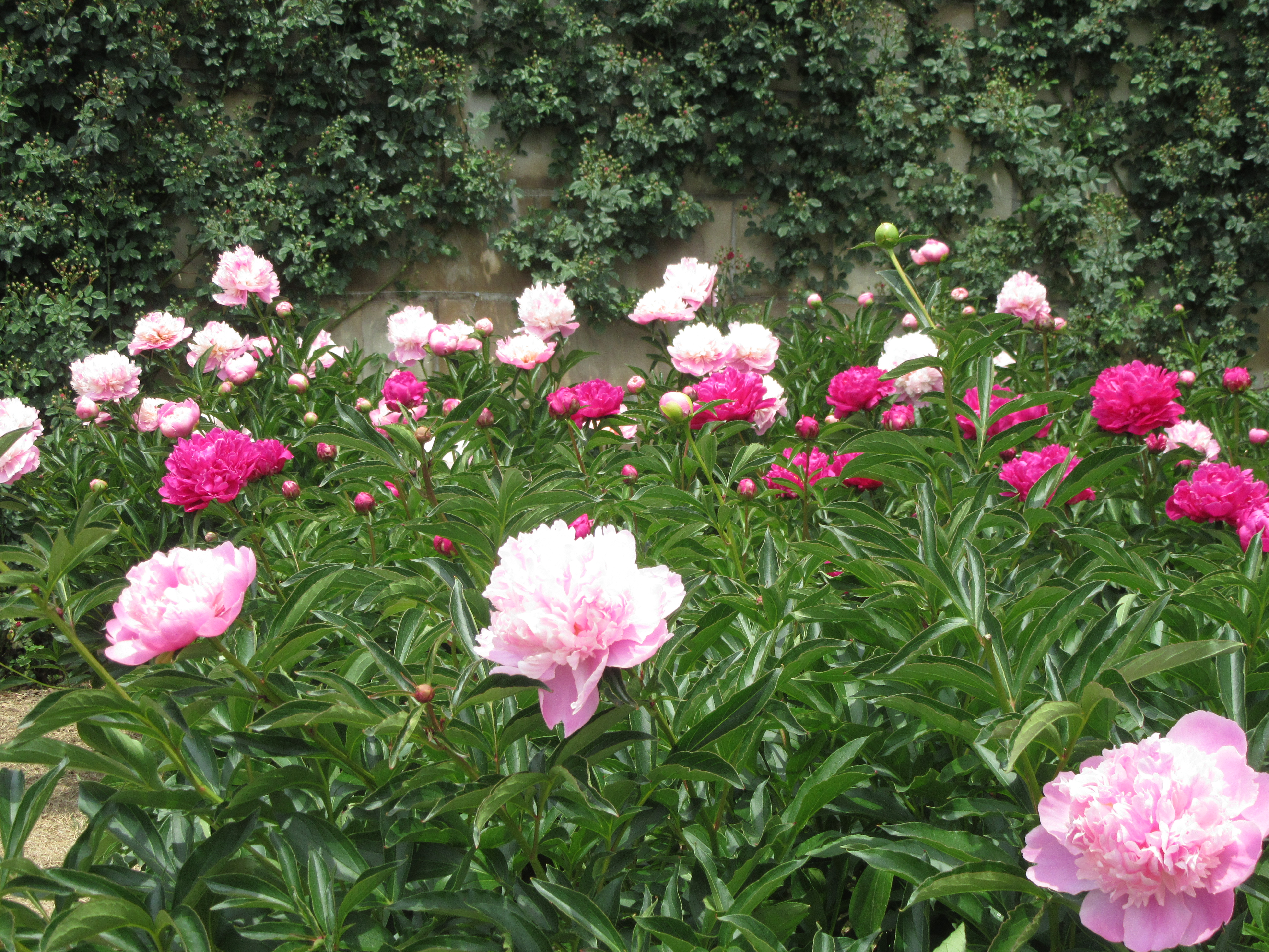 中野市一本木公園の芍薬