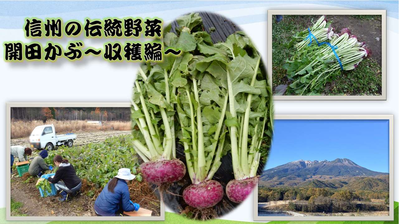 信州の伝統野菜（開田かぶ収穫編）.jpg