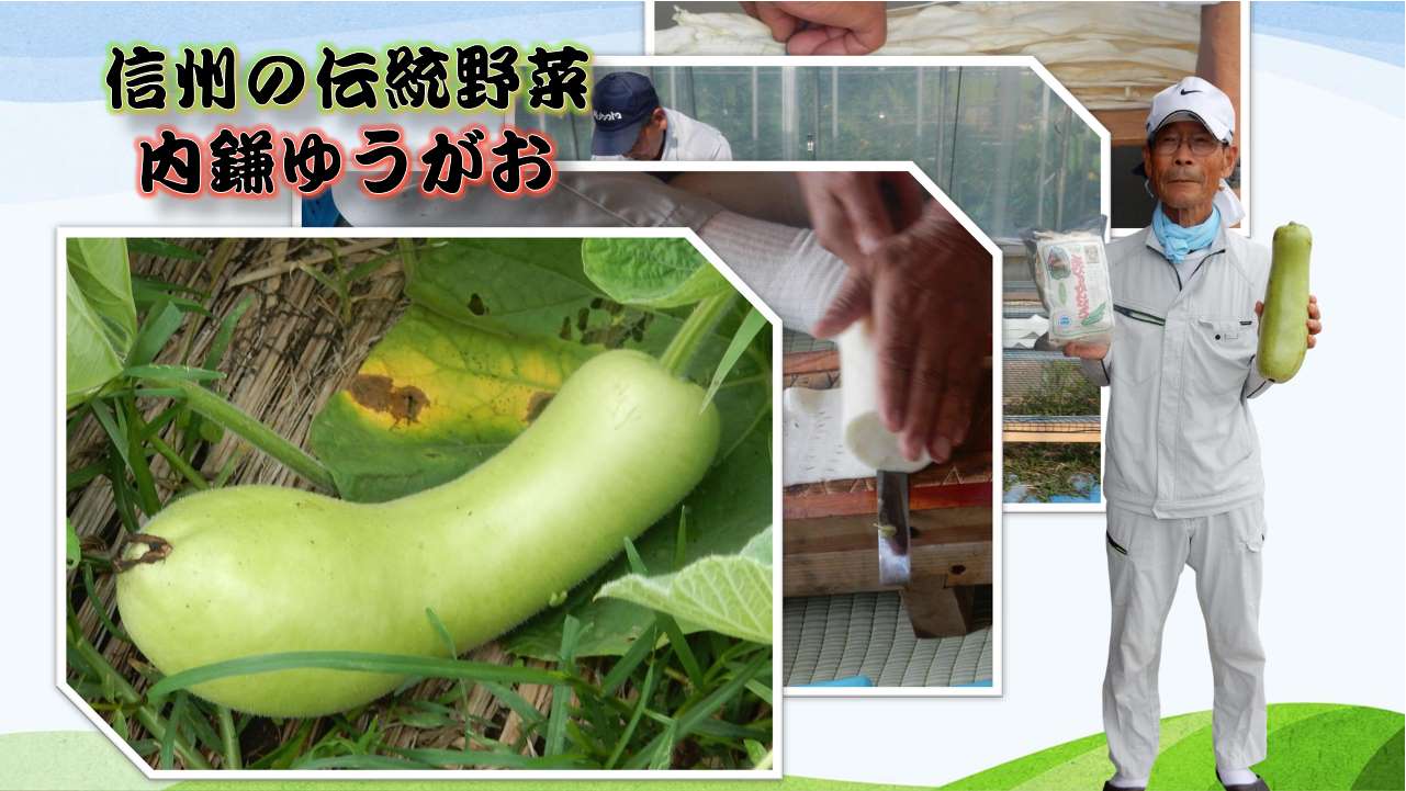 5_内鎌ゆうがお