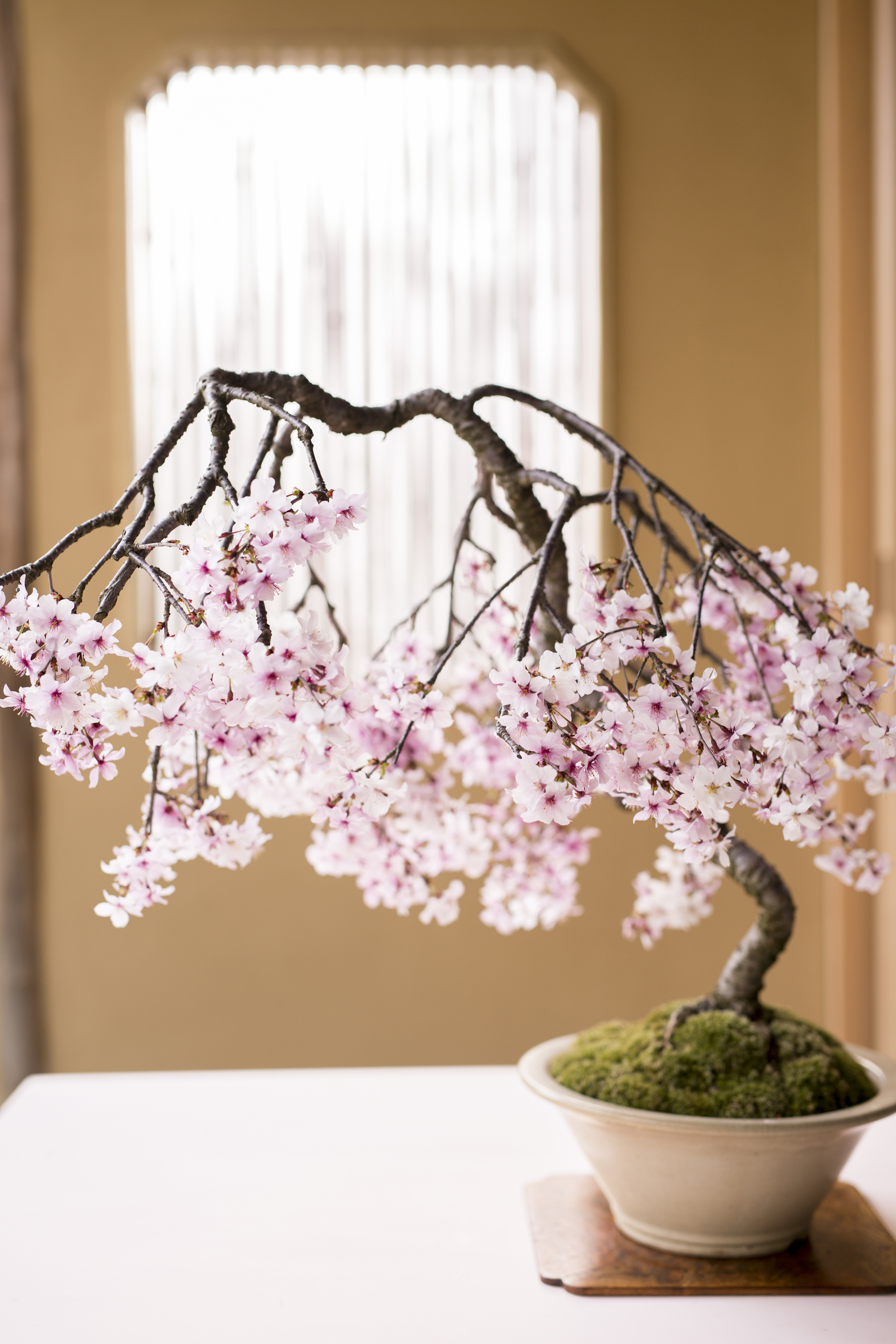 桜の盆栽