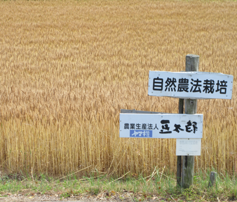 小麦畑の風景