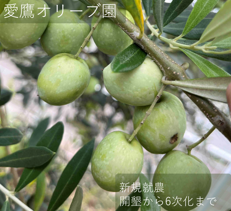 愛鷹オリーブ園