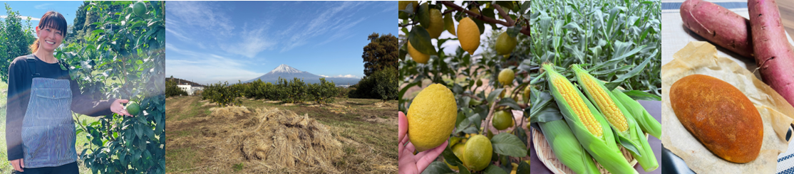 岩本マウンテンゴリラレモン