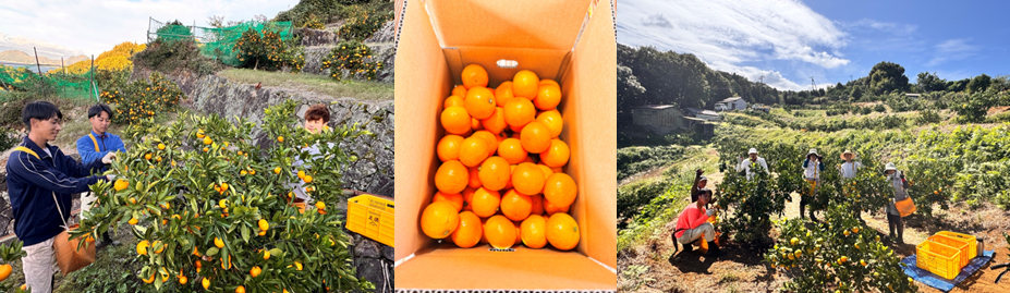 農事組合法人 丸榮