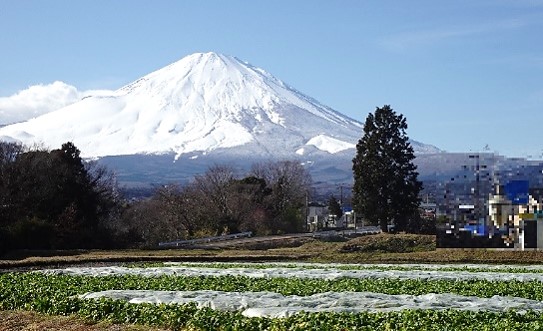 富士山と「水かけ菜」