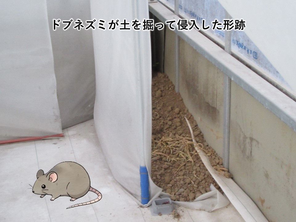 ドブネズミが土を掘って侵入した形跡の写真です