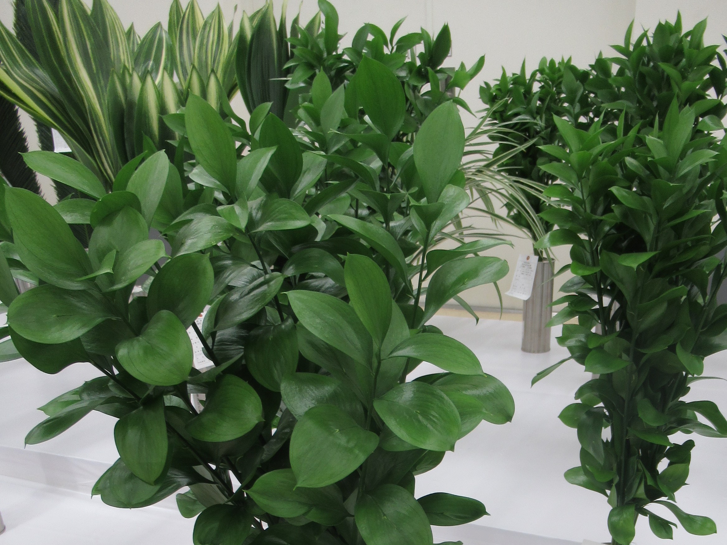 関東東海花の展覧会の品評会に出品された切り葉