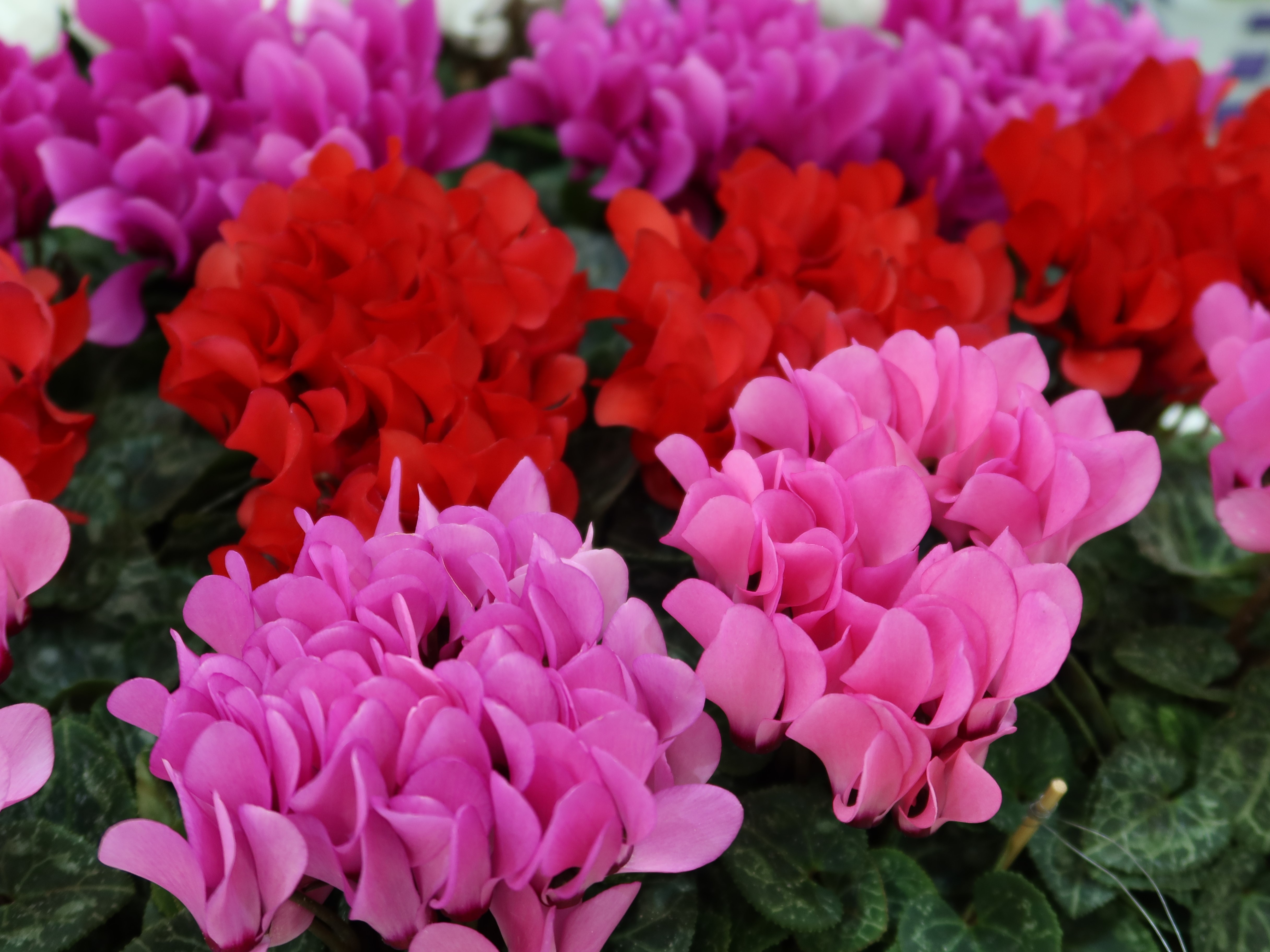 関東東海花の展覧会の品評会に出品されたシクラメン