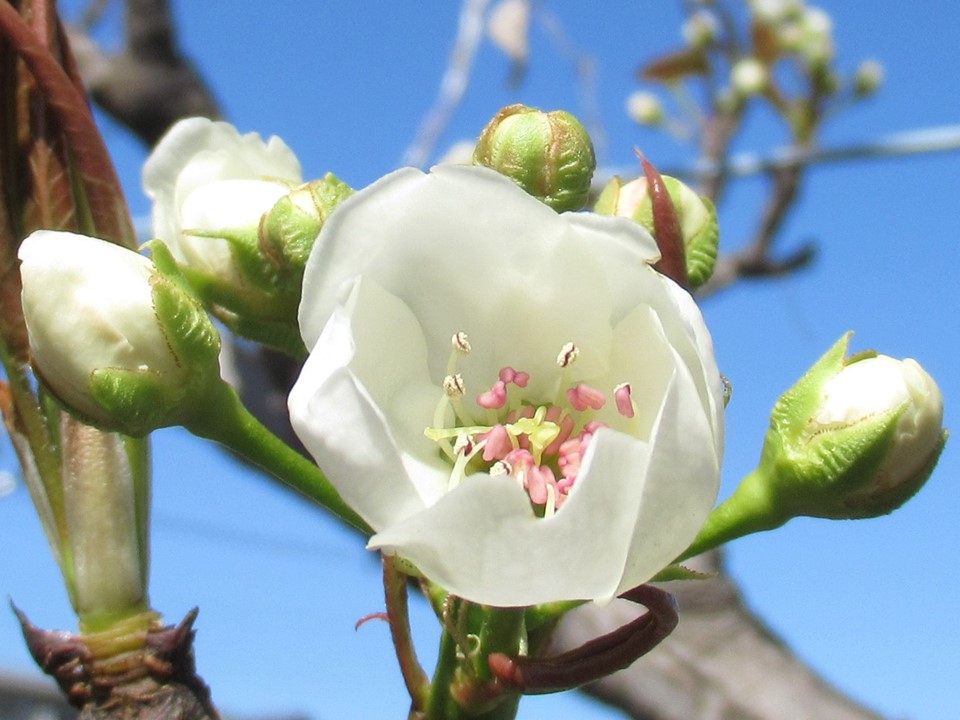 川清園さんで咲いているネパール原産の梨の花です