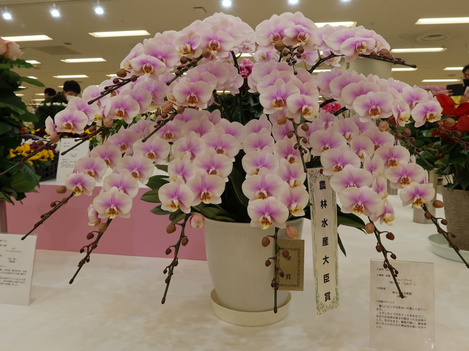 第71回関東東海花の展覧会