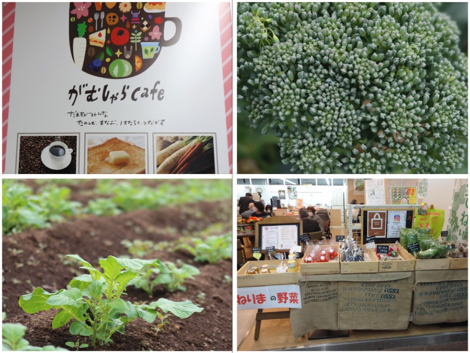 酒井農園