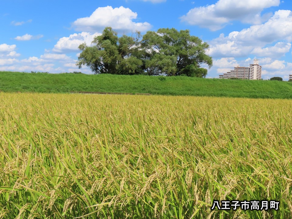 八王子市稲穂