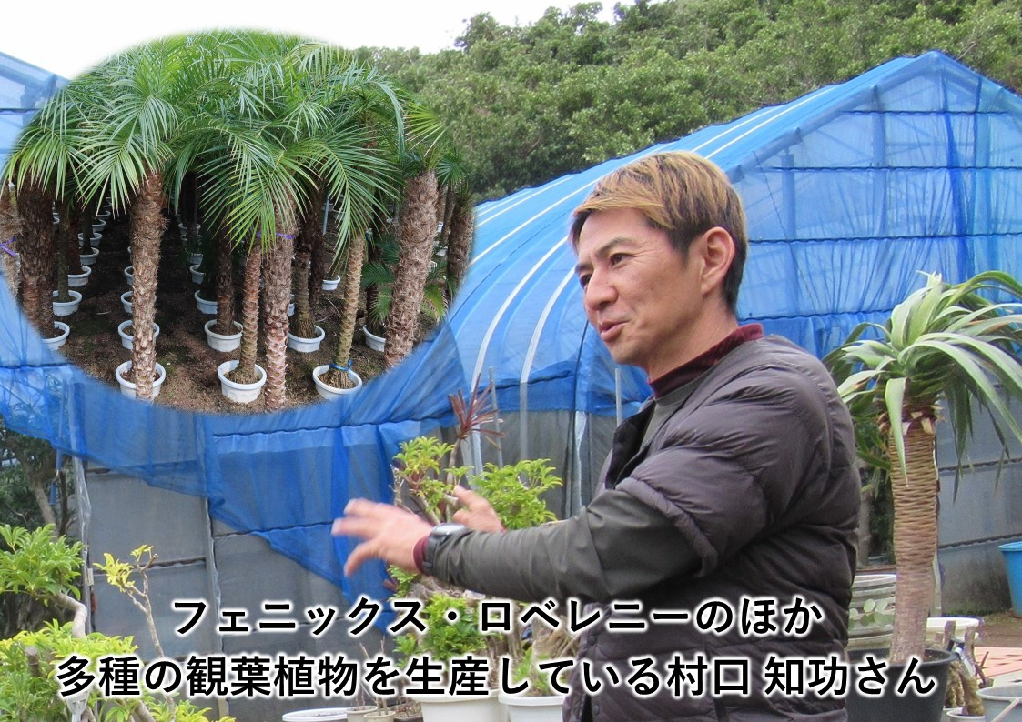 八丈町