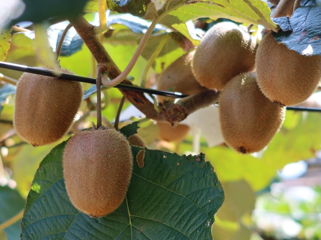 よしの園のキウイフルーツ