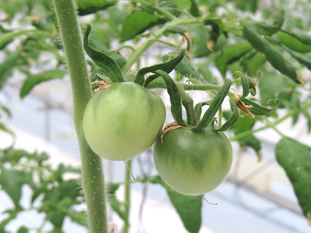 色づく前の青いトマトの写真です