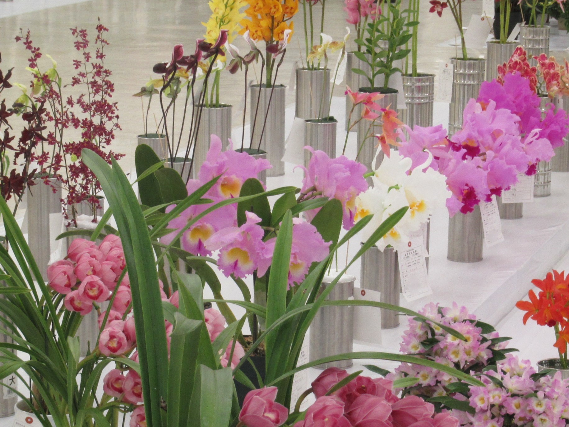 関東東海花の展覧会の品評会で蘭の花が並んでいる様子
