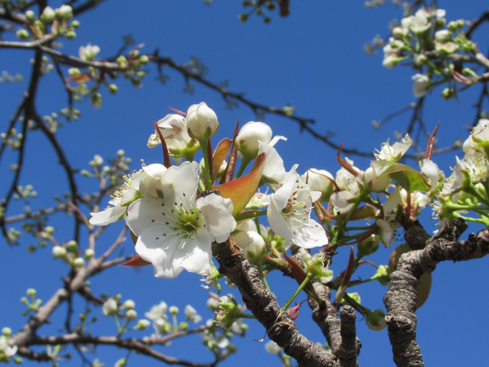 川清園さんで咲いているネパール原産の梨の花