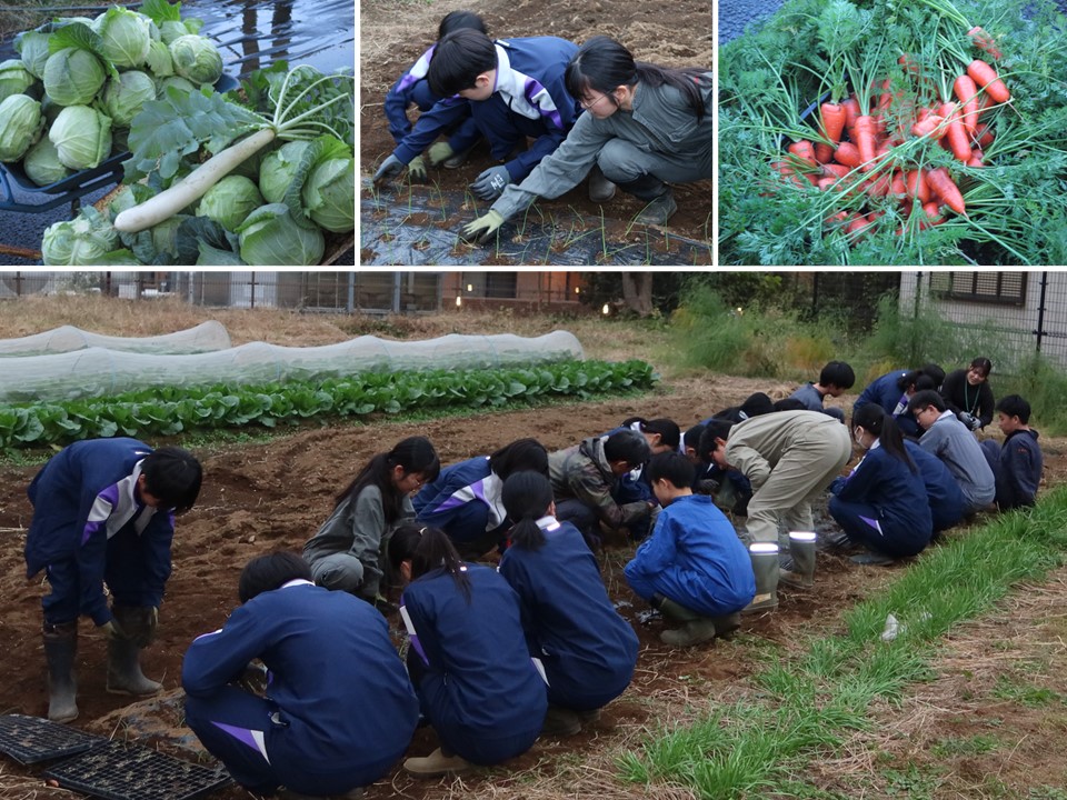 農作業を行っている農部の部員の皆さんと、収穫した野菜の写真です