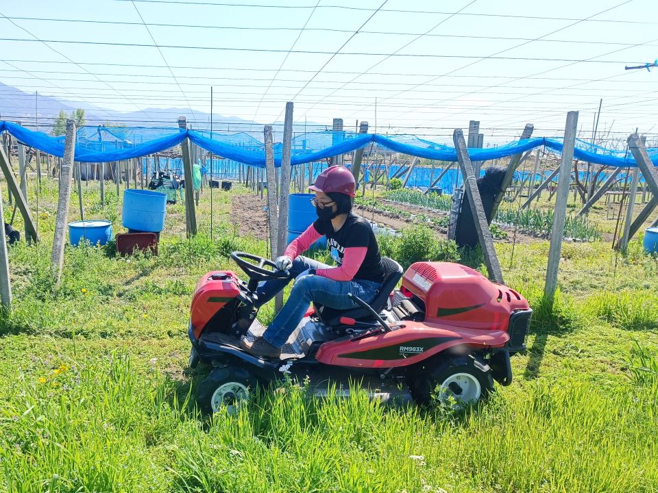 乗用モアを運転する板谷寿美江さん