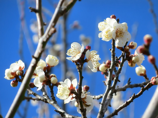 202301ume.jpg