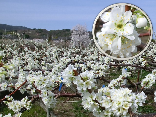 yamanashi_2021_02.jpg
