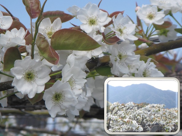 yamanashi_2021_04.jpg
