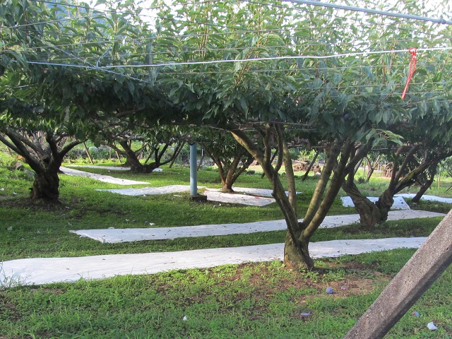 sumomo_mulch_seiso_1.jpg