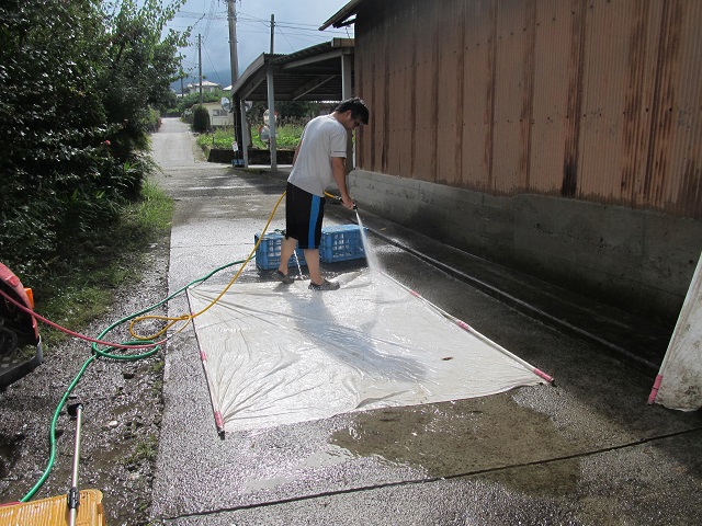 sumomo_mulch_seiso_4.JPG