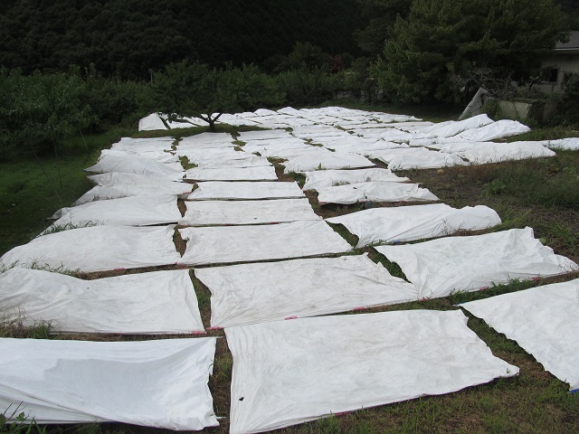 sumomo_mulch_seiso_6.JPG
