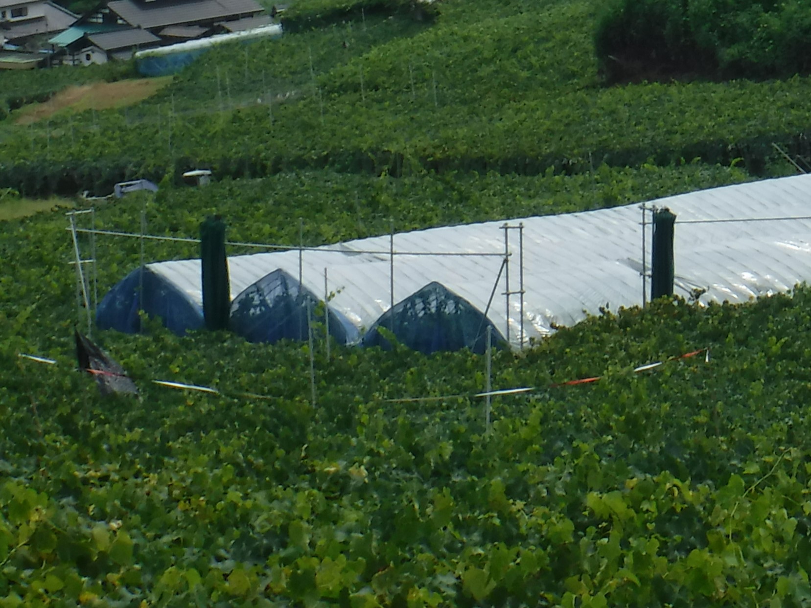 ほ場