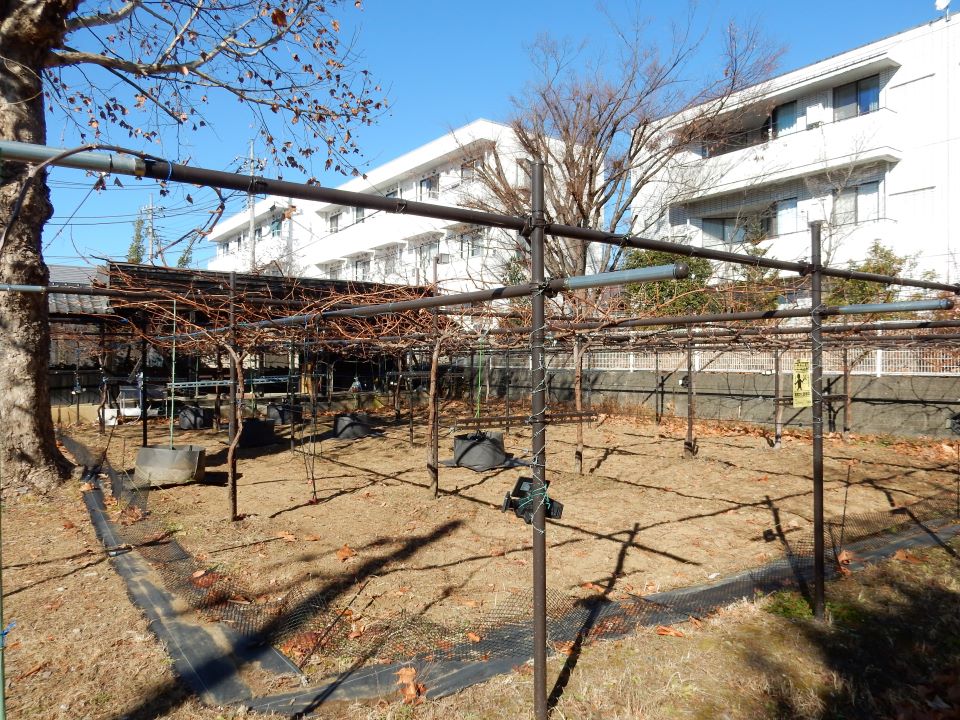 ぶどうのほ場の様子