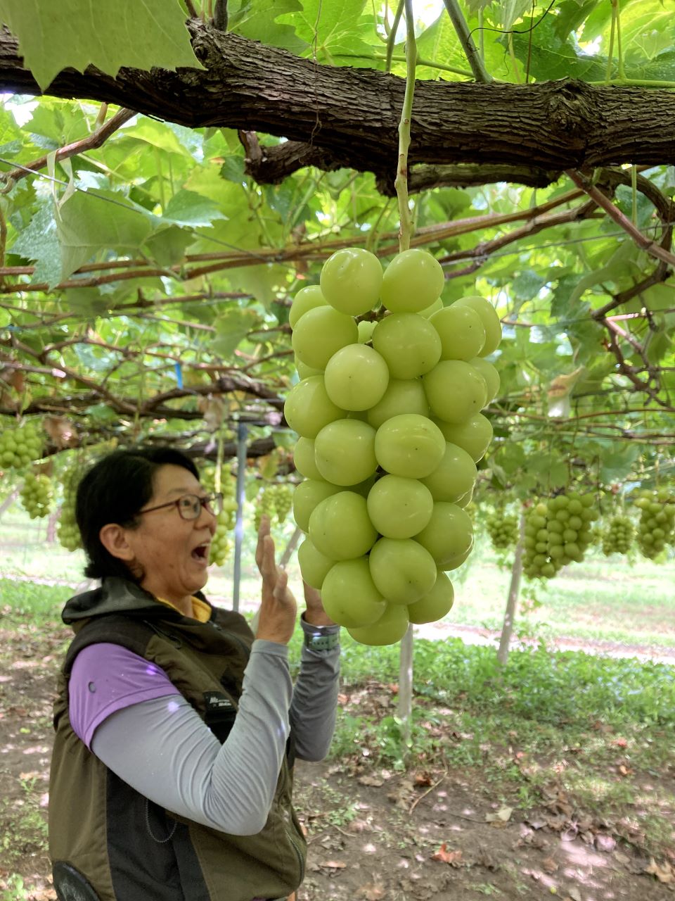 板谷寿美江さんとシャインマスカット